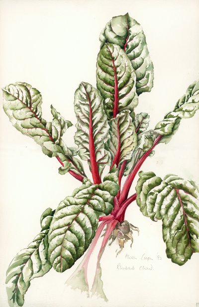Rhubarb Chard by Alison Cooper